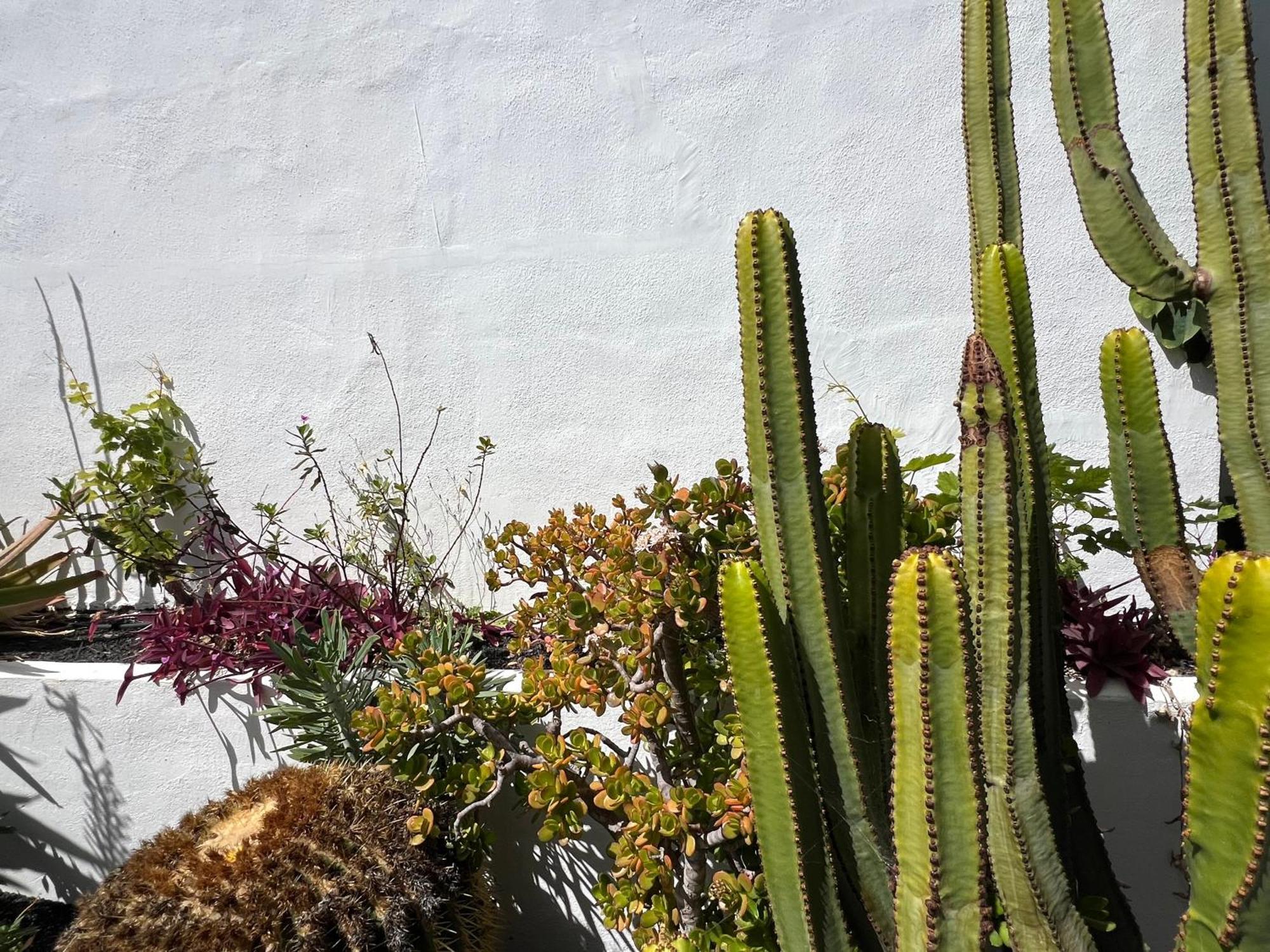 Oasis En Lanzarote Vila Costa Teguise Exterior foto